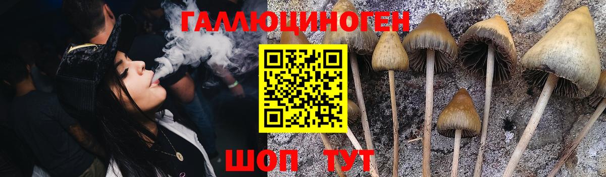 Псилоцибиновые грибы Psilocybine cubensis Гусев